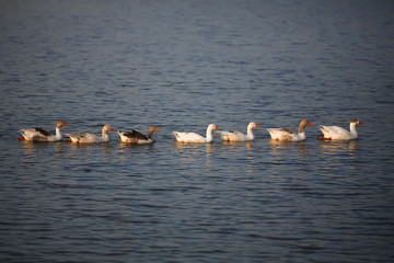 closeup of geese swimming in a lake