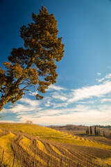 Naklejka premium Vineyard in late winter