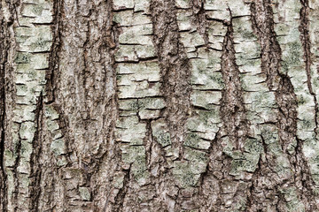 Texture or background of tree bark