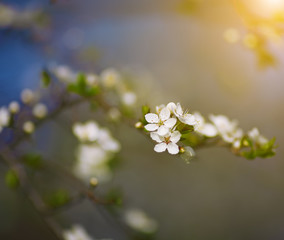 white flowers blooming on branch, springtime