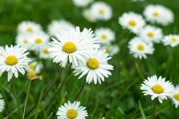 Obraz premium Carpet of daisies