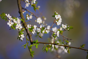 white flowers blooming on branch, springtime