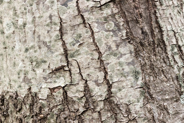 Texture or background of tree bark