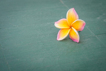 Plumeria flower placed on the floor