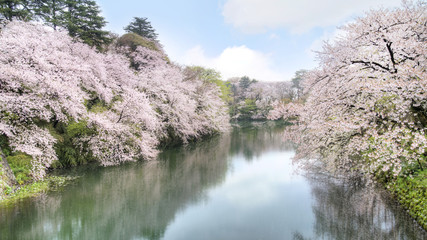 Sakura blossom in the city - 105163616