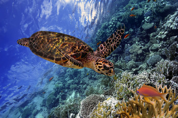 Fototapeta premium colorful coral reef with many fishes and sea turtle