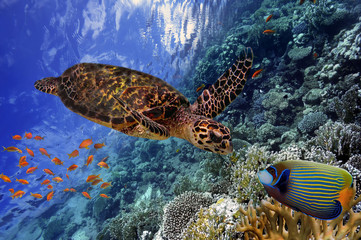 Naklejka premium colorful coral reef with many fishes and sea turtle