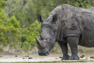 Obraz premium Southern white rhinoceros in Kruger National park, South Africa