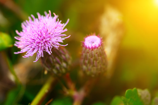 Pink Milk Thistle Flower