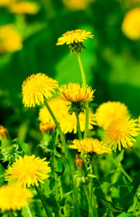 dandelions