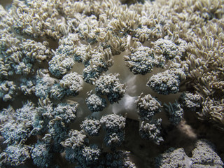 soft coral closeup