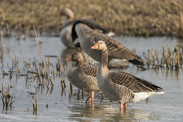 Beautiful greylag goose Anser Anser in wetland landscape