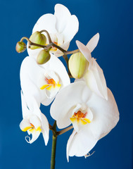 Orchid against blue background