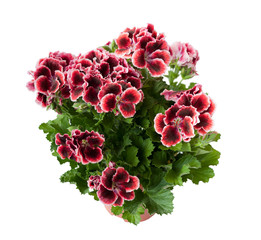 Beautiful pelargonium in a flowerpot, isolated on white background