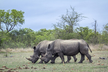 Obraz premium Southern white rhinoceros in Kruger National park, South Africa