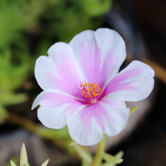 Fototapeta premium Close-up Image of Pinky White Wild Moss Rose