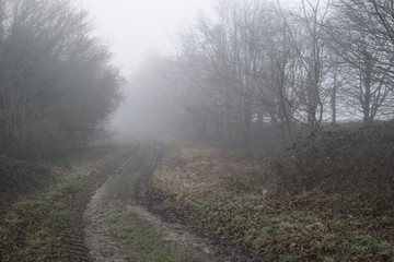 Moody dramatic foggy forest landscape Spring Autumn Fall