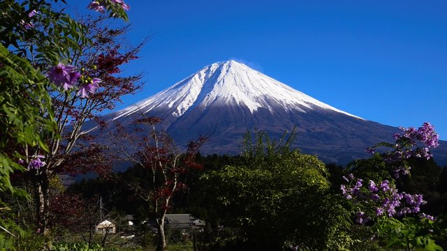 皇帝ダリヤと富士山