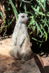 Fototapeta premium suricata