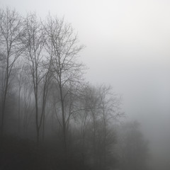 Fototapety  Nastrojowy dramatyczny mglisty krajobraz lasu Wiosna Jesień Jesień