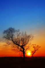 Fototapeta na wymiar In the evening, the tree silhouette, very beautiful