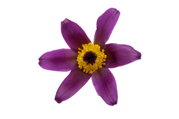 common pasque flower