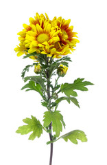 yellow vibrant auburn Chrysanthemums bouquet suited as backgroun
