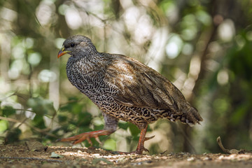 Natal francolin in Kruger National park, South Africa