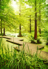 Modern footpath or gangplank over a pond in the woods. Old trees standing in a moor or swamp in the forest. Sunbeam and smooth light falling through the tree tops.