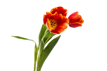 Obraz premium red tulip isolated