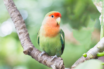 Green with orange faced lovebird standing on the tree in the gar