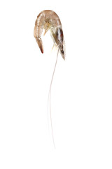 Fresh shrimp isolate on white background.