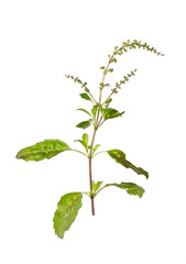 Holy Basil,Ocimum sanctum isolate on white