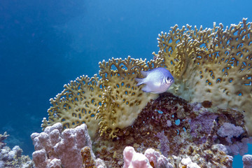 coral reef with yellow fire coral in tropical sea, underwater