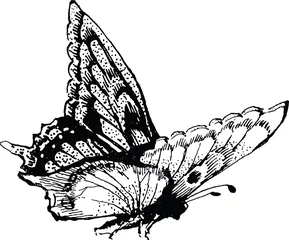Wall murals Butterfly Vintage drawing butterfly
