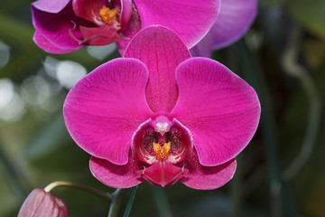 Obraz premium Purple orchid for pattern