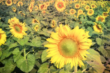 Fototapeta na wymiar sunflower with filter effect retro vintage style