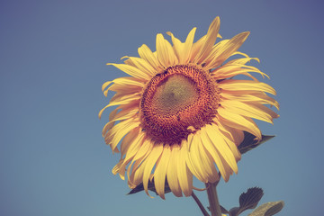 sunflower with filter effect retro vintage style