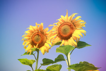 Fototapeta premium sunflower with filter effect retro vintage style