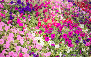 Naklejka premium flower garden