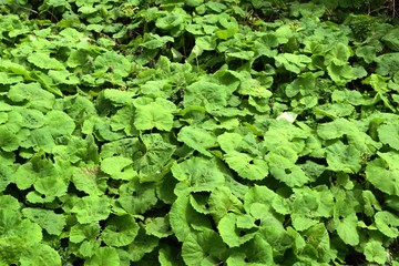 フキ／森林に自生している蕗（フキ）を撮影した、春イメージの写真です。