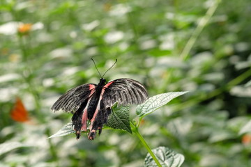 Trophischer Schmetterling Schwarz Rot
