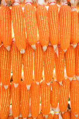 Fototapeta premium dried corn hung up outside rural house in Thailand