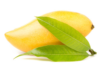 Delicious ripe Mango fruit with green leaf isolated on white background