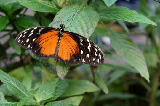 Farbiger Trophischer Schmetterling
