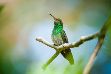 Rufous-tailed Hummingbird (Amazilia tzacatl) Corcovado National Park, Costa Rica