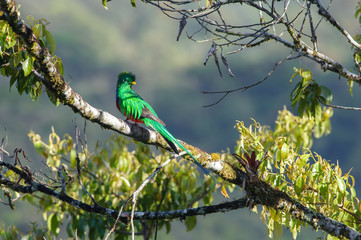 Resplendent Quetzal (Pharomachrus mocinno), Las Tablas Protected Zone, Costa Rica