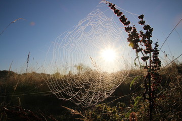Cobweb in lovely sunsine and dew in autumn