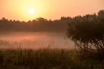 Fototapeta premium meadows on the Biebrza