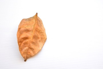 Naklejka premium dry leaf on white background.